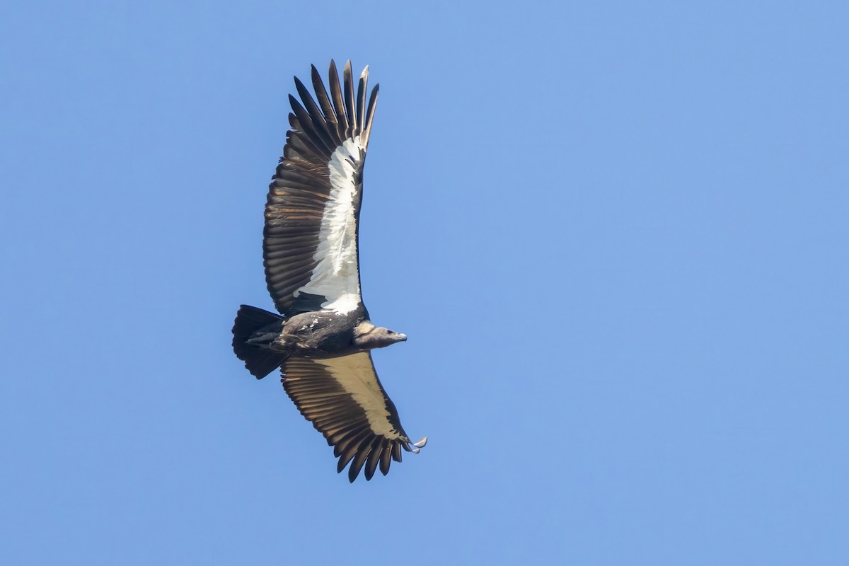White-rumped Vulture - ML645779936