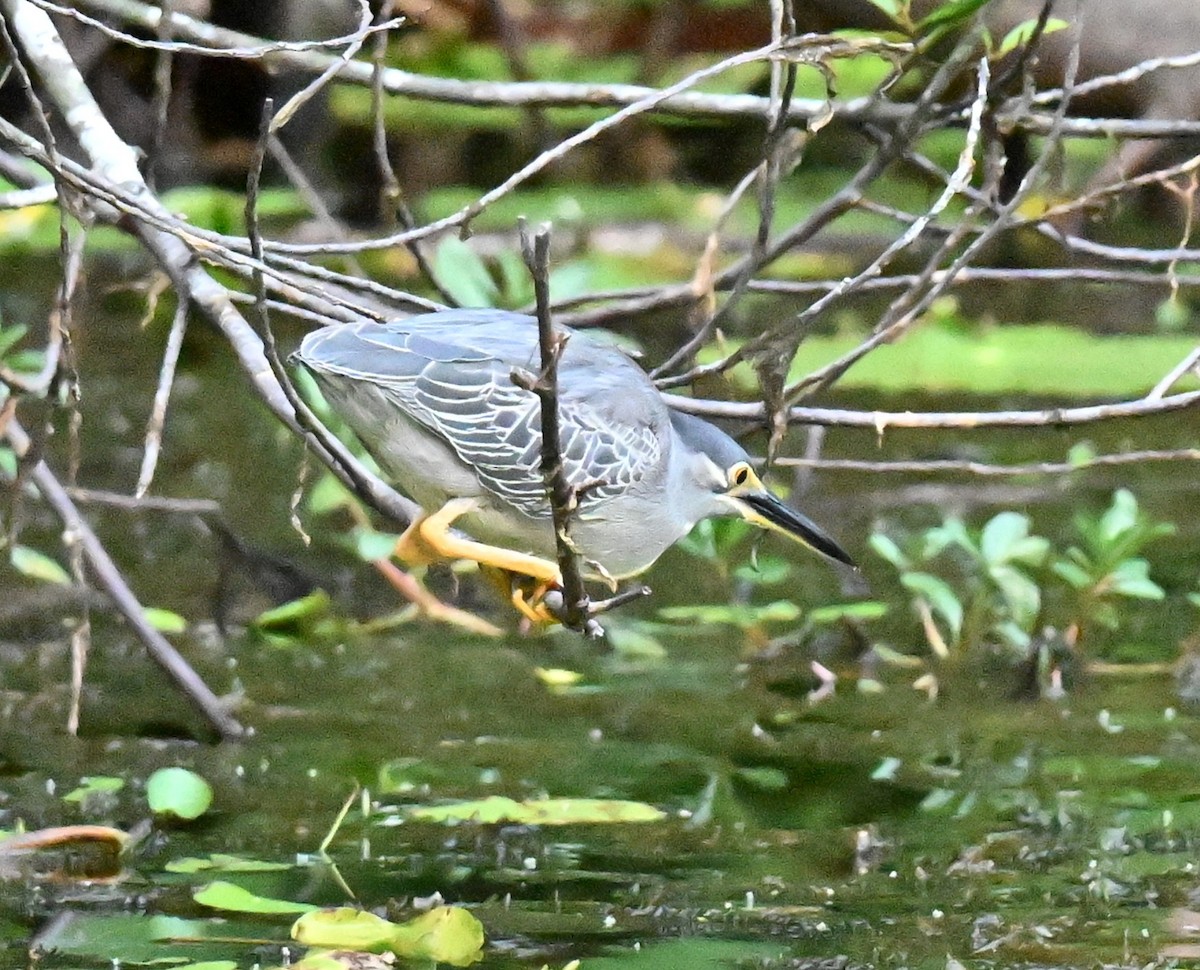 Little Heron - ML645779939
