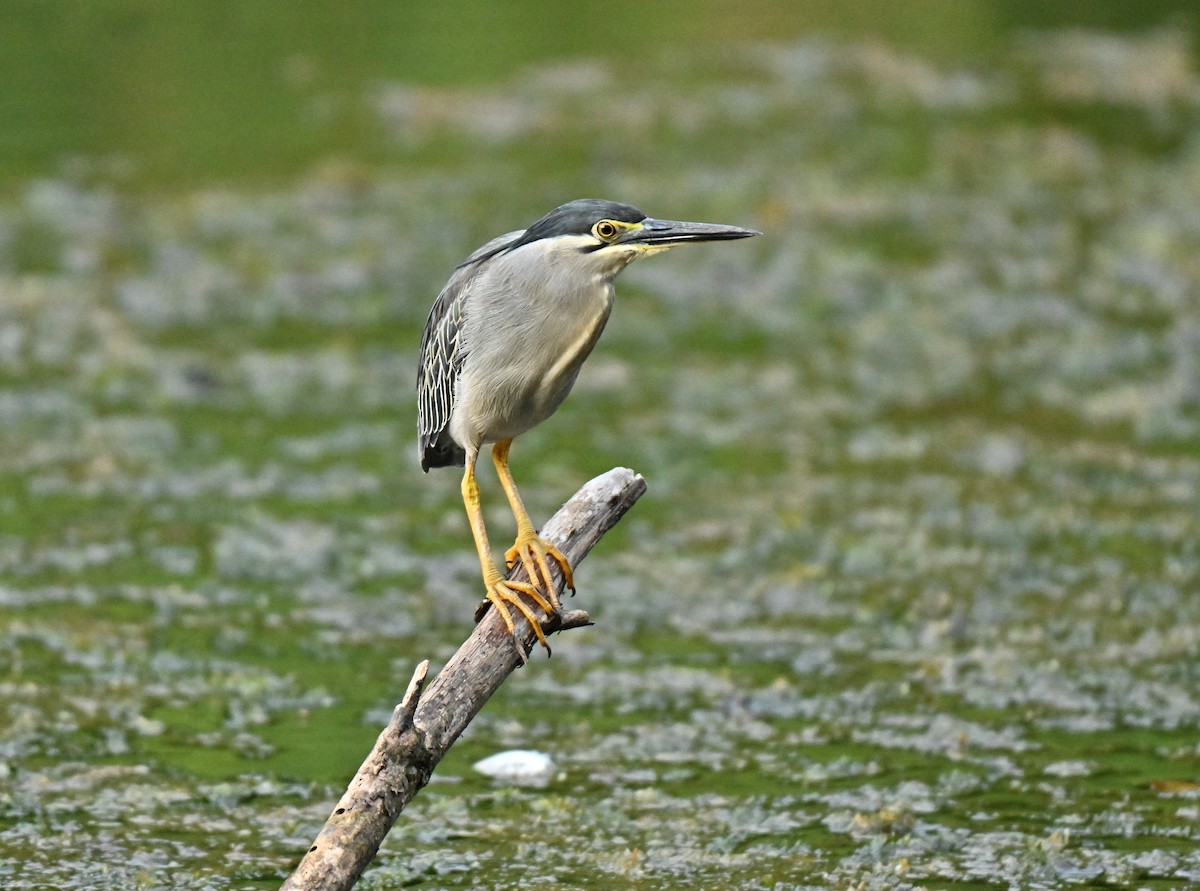 Little Heron - ML645779940