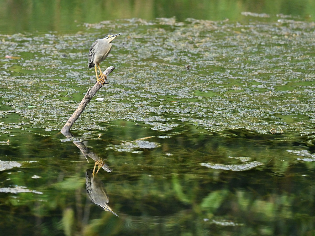 Little Heron - ML645779941