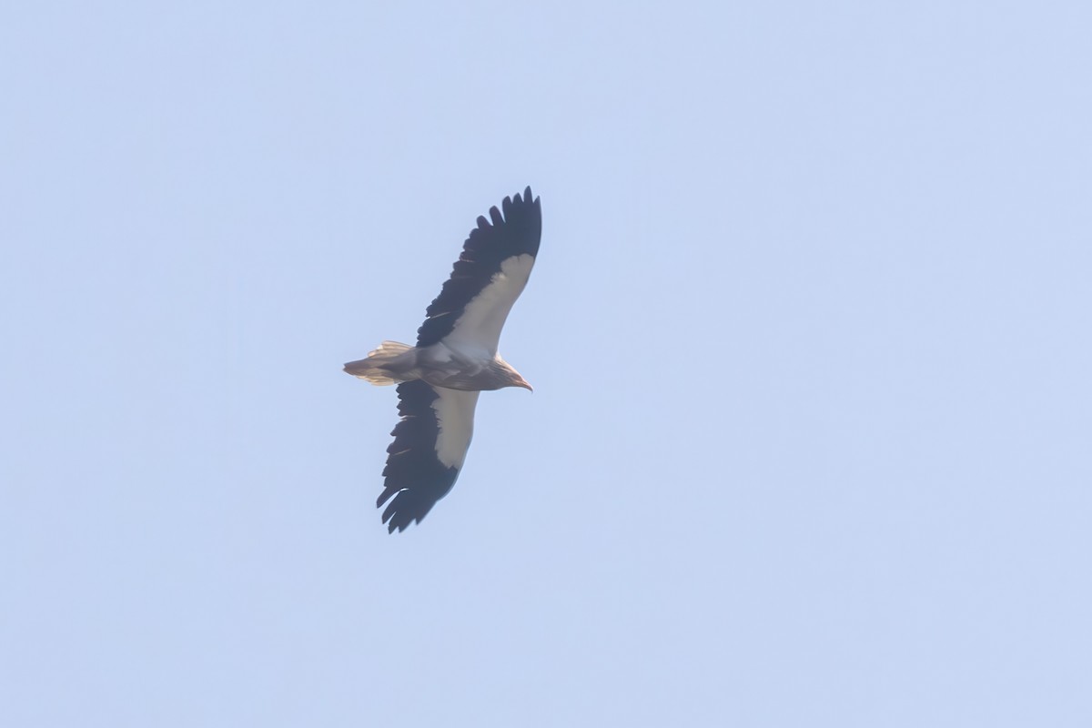 Egyptian Vulture - ML645779942