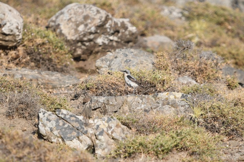 Northern Wheatear - ML645779953