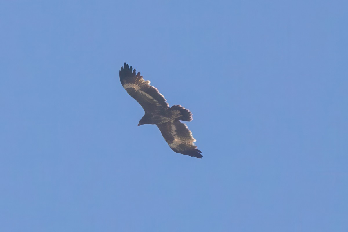 Steppe Eagle - ML645779955