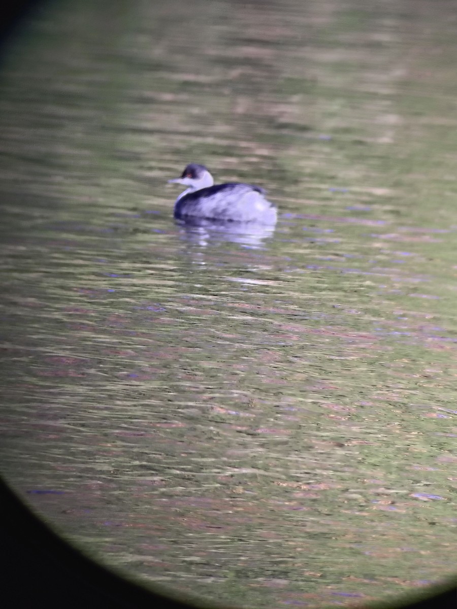 potápka černokrká - ML645779956