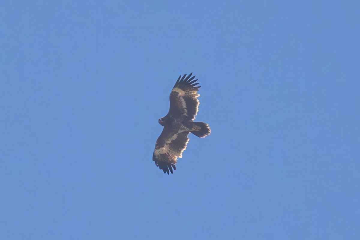 Steppe Eagle - ML645779958