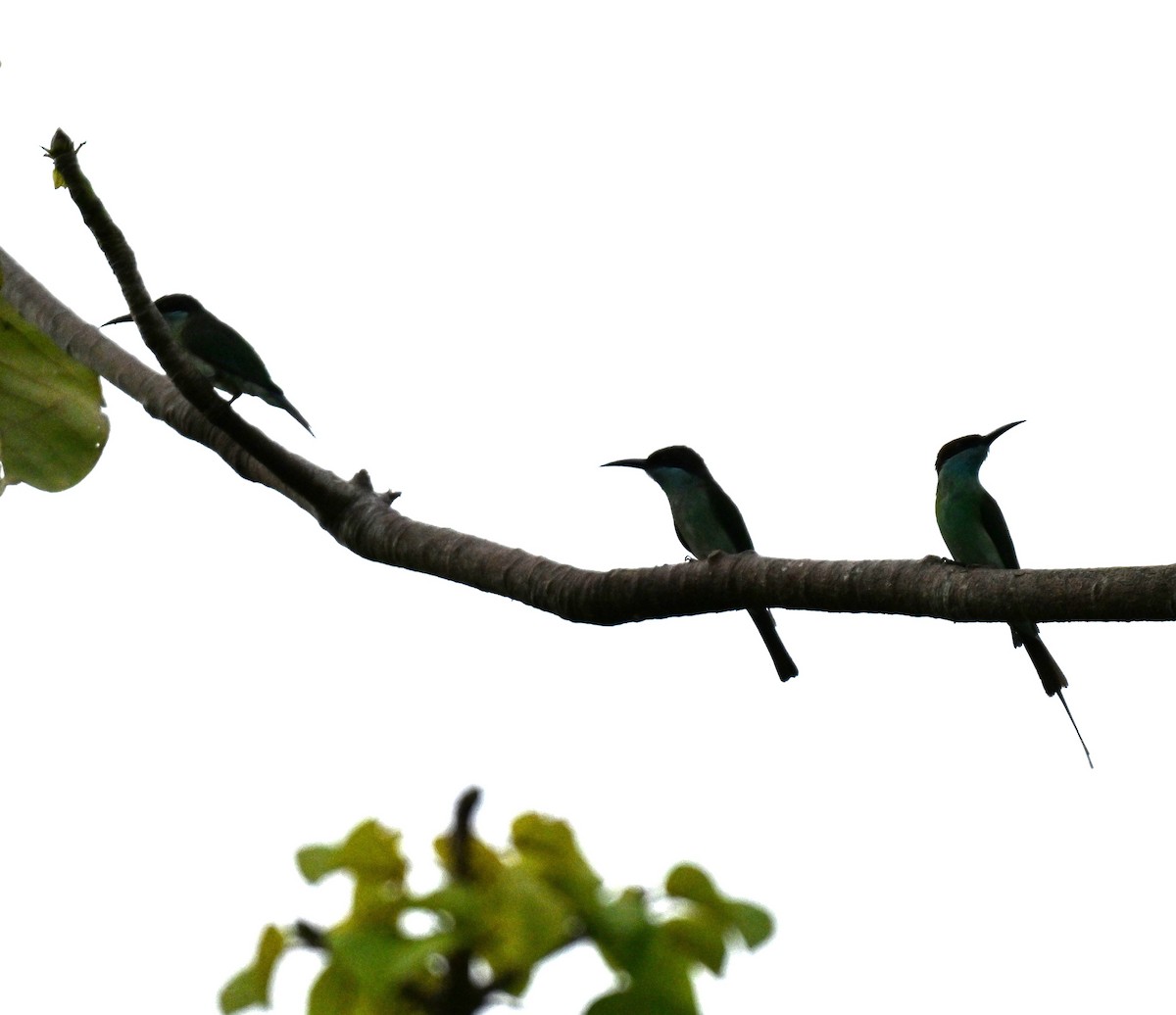 Blue-throated Bee-eater - ML645779959