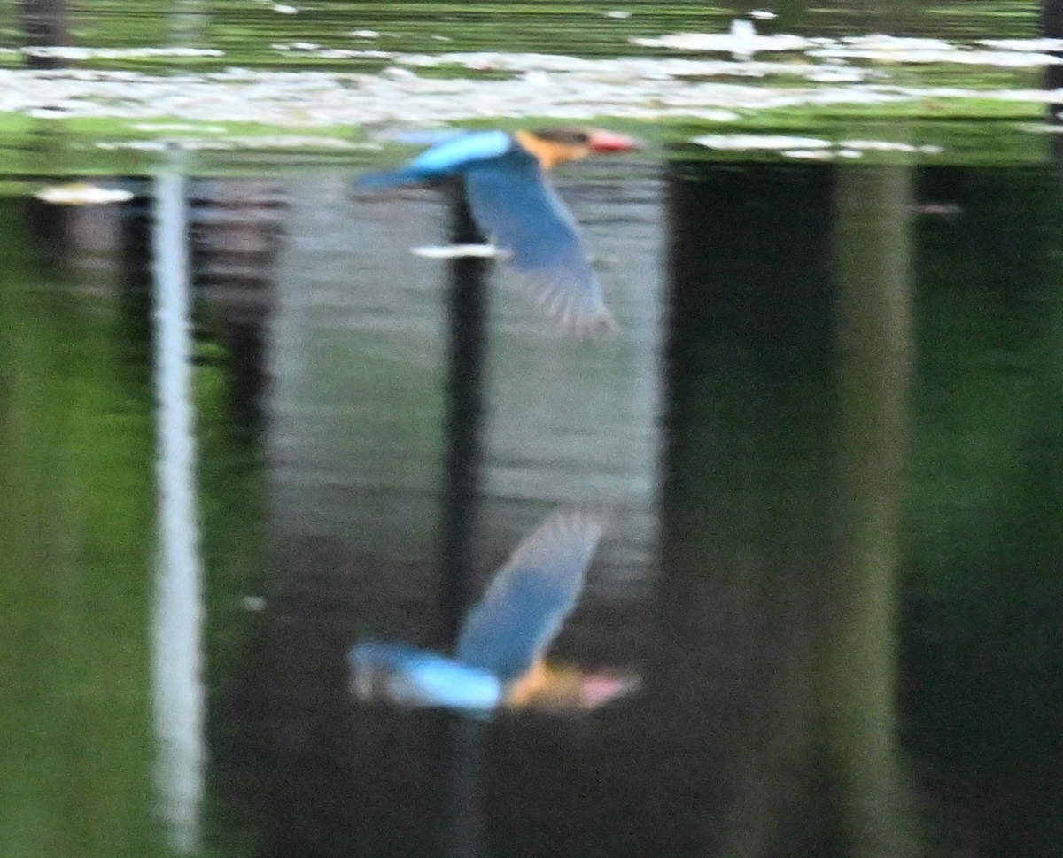 Stork-billed Kingfisher - ML645779965