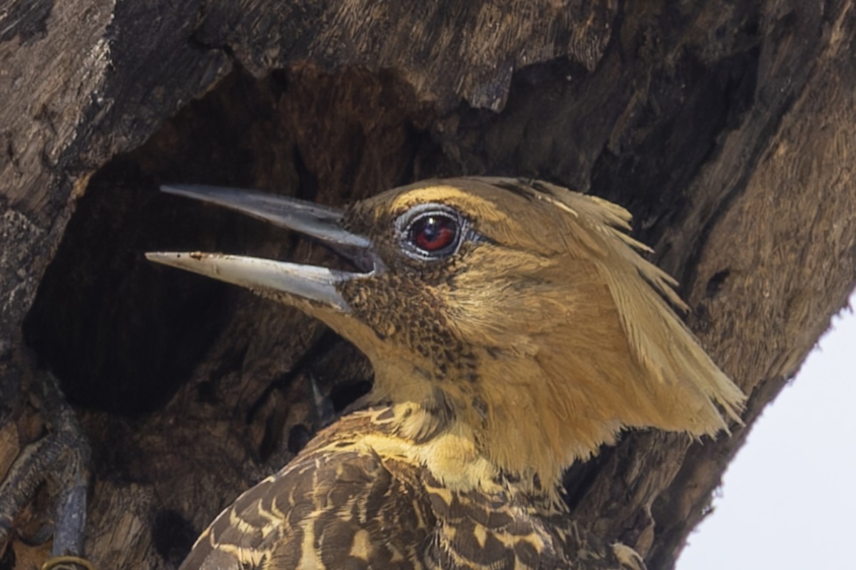 Pale-crested Woodpecker - ML645779966