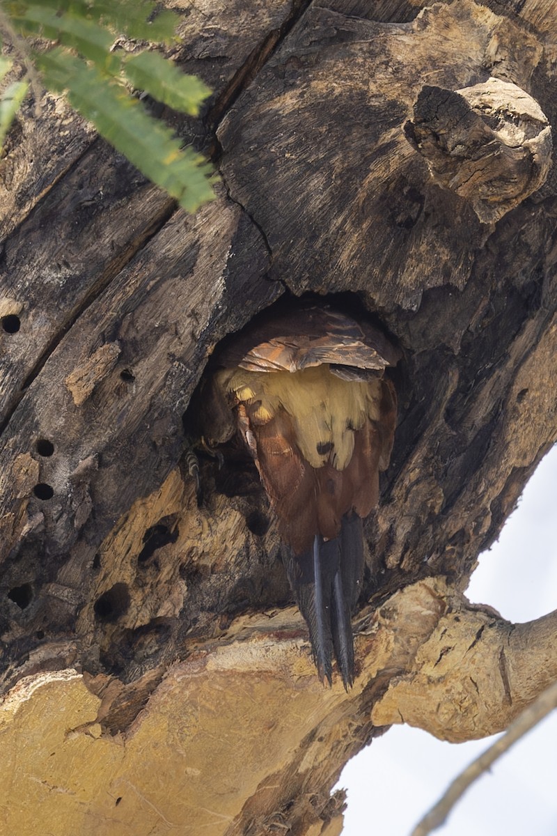 Pale-crested Woodpecker - ML645779967