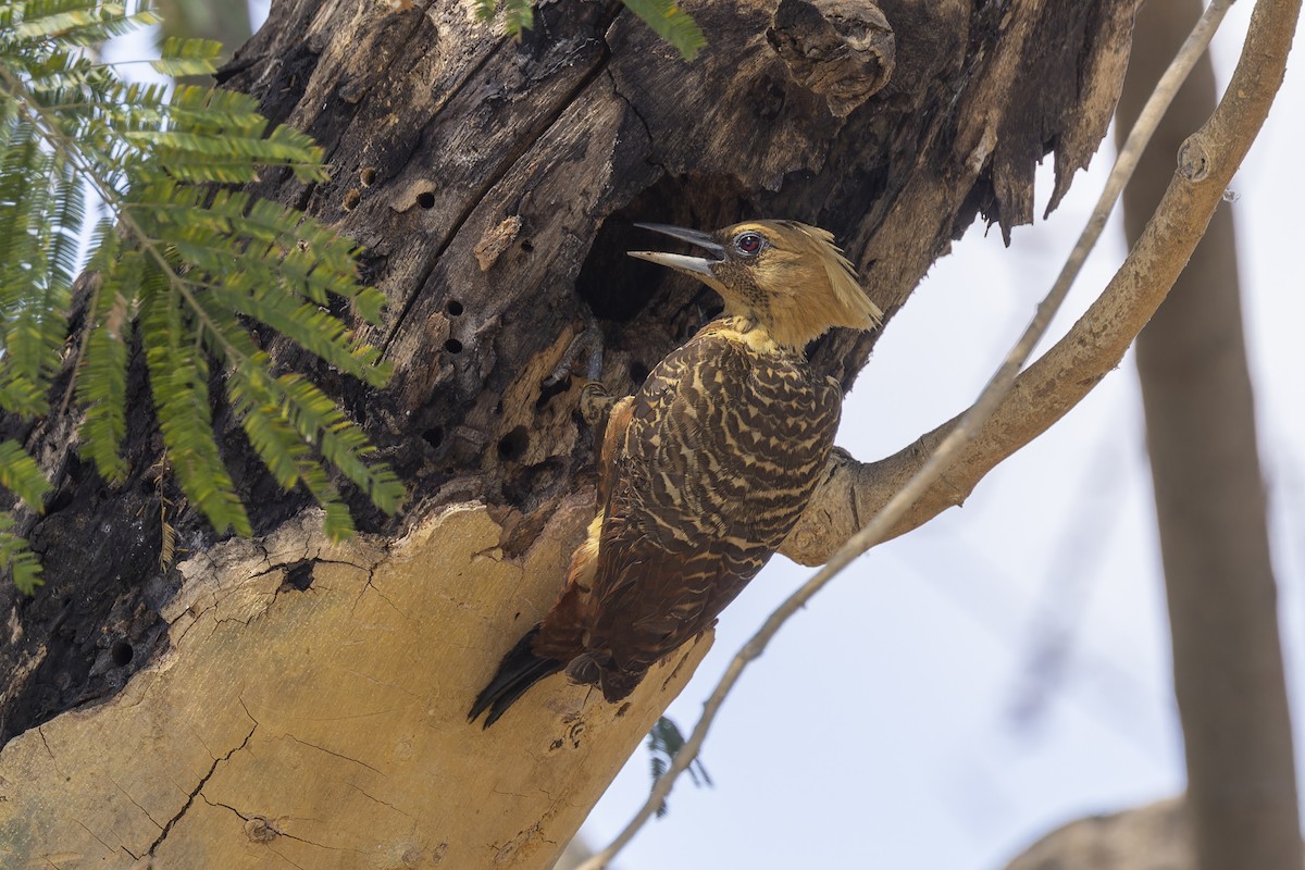 Pale-crested Woodpecker - ML645779968