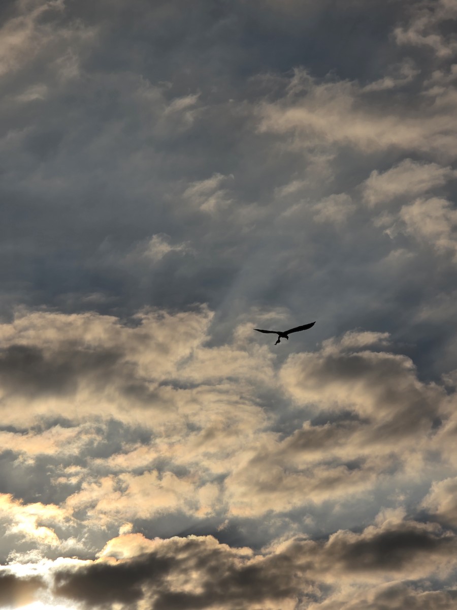 Osprey - ML645779969