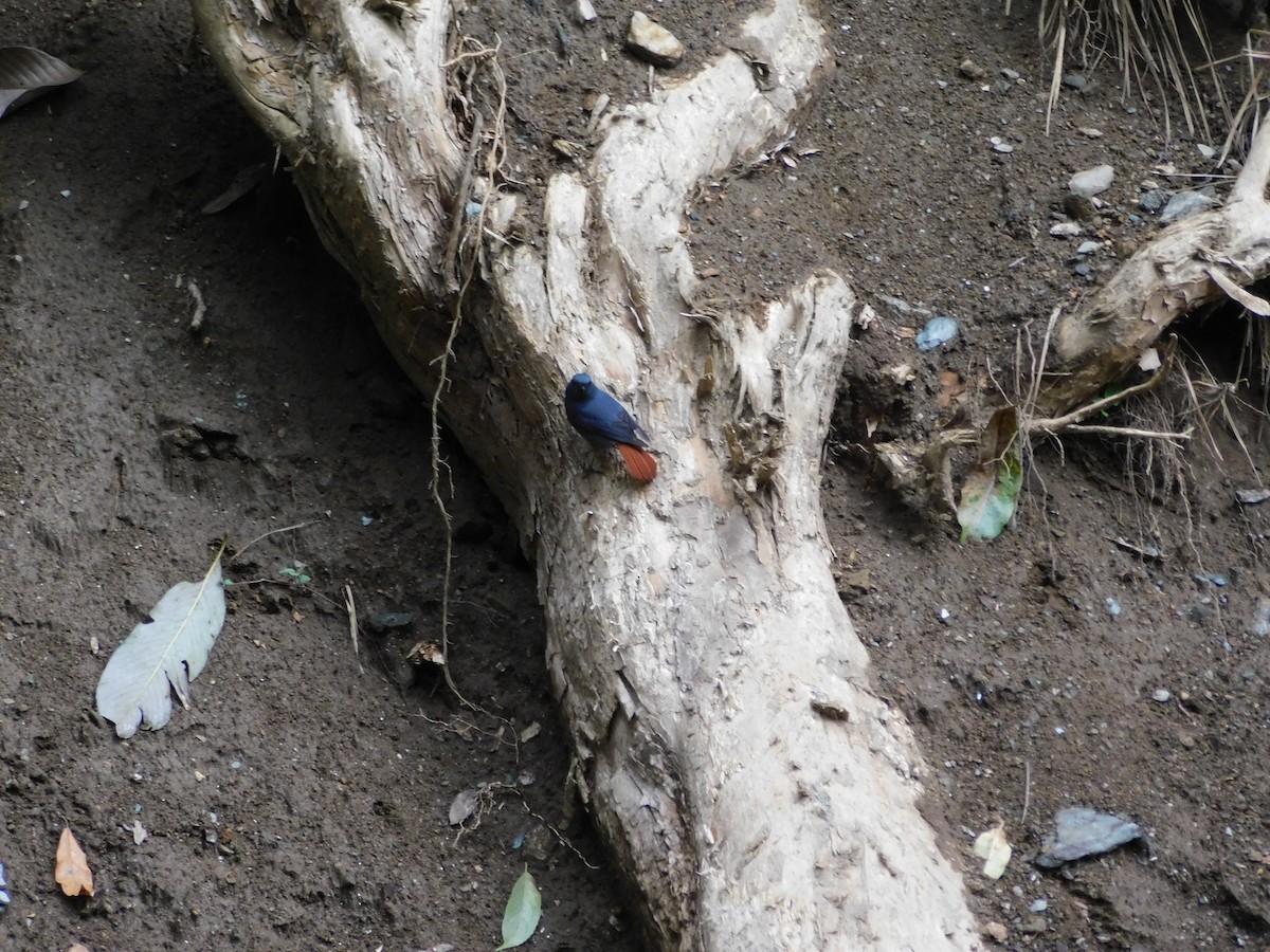 Plumbeous Redstart - ML645779978