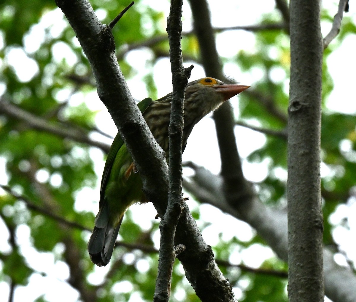 Lineated Barbet - ML645779979