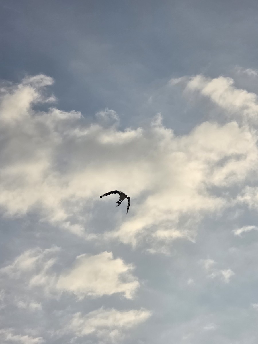 Osprey - ML645779980