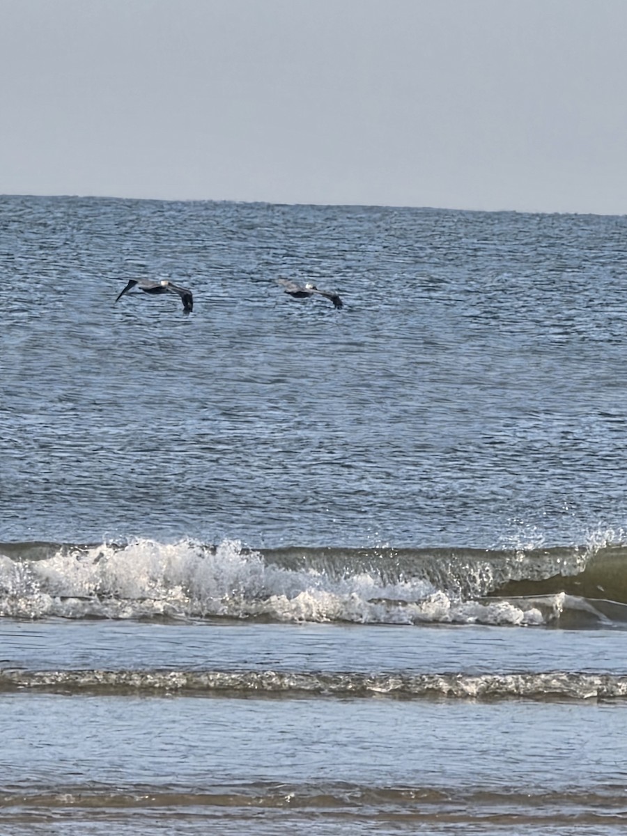 Brown Pelican - ML645779986