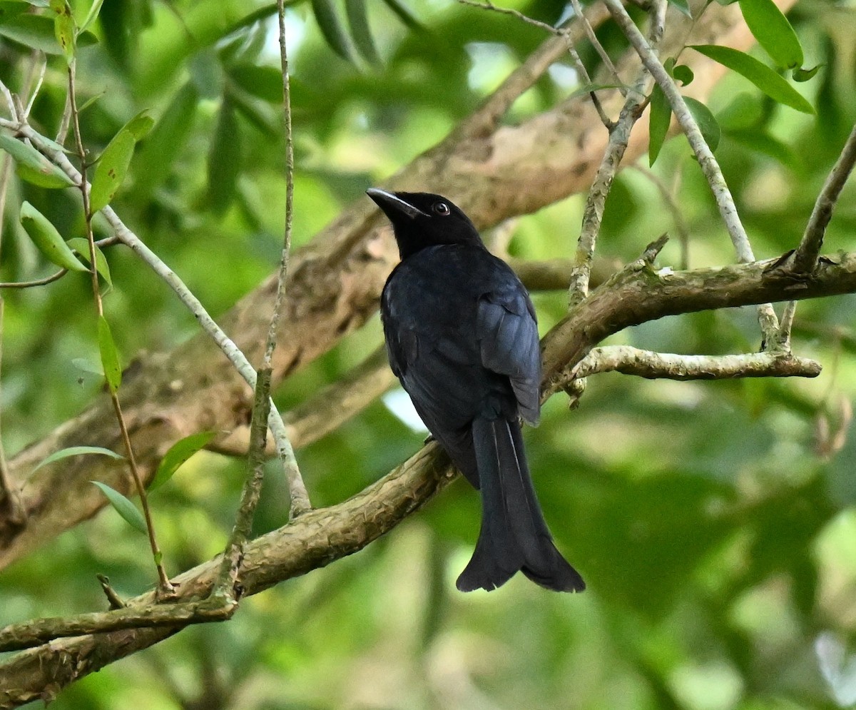 Crow-billed Drongo - ML645779987