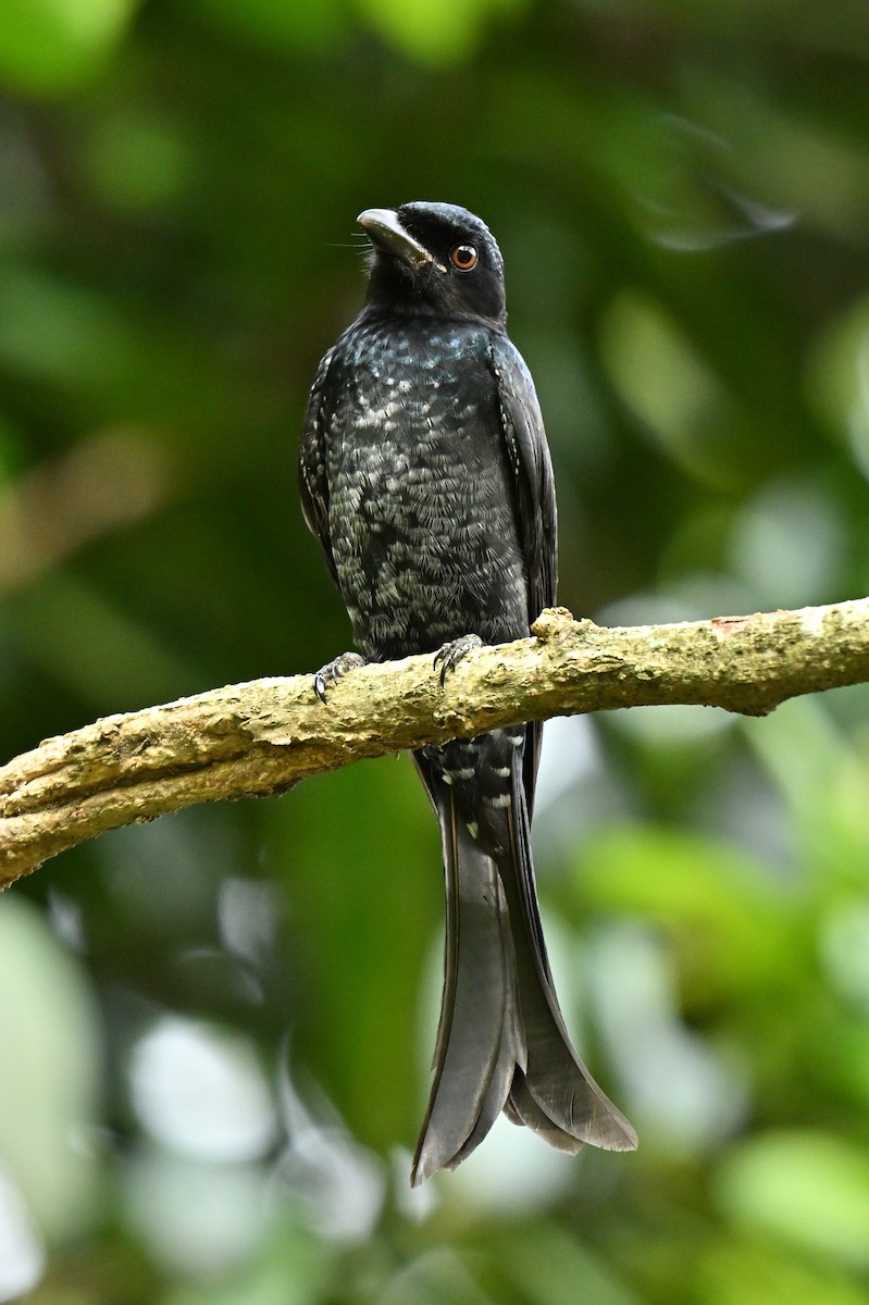 Crow-billed Drongo - ML645779988