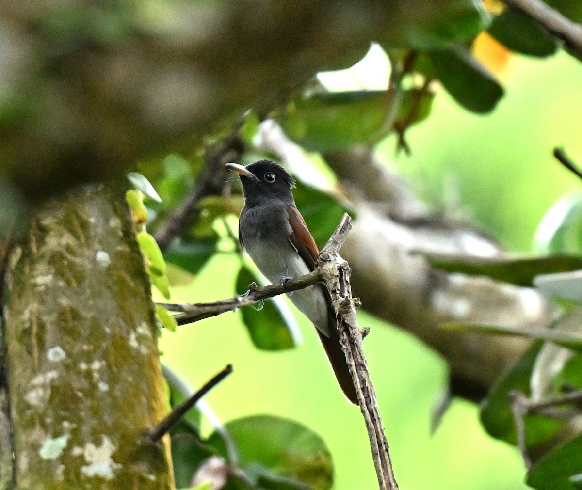 Black Paradise-Flycatcher - ML645779999