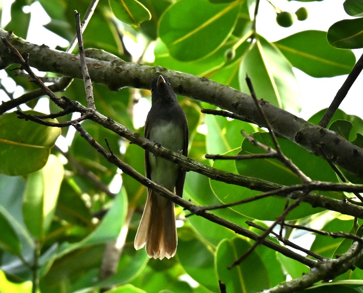 Black Paradise-Flycatcher - ML645780000