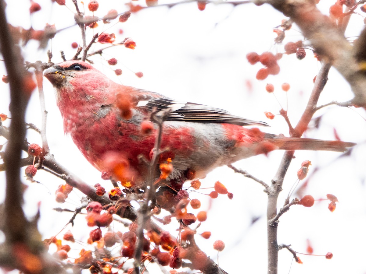 Pine Grosbeak - ML645780003