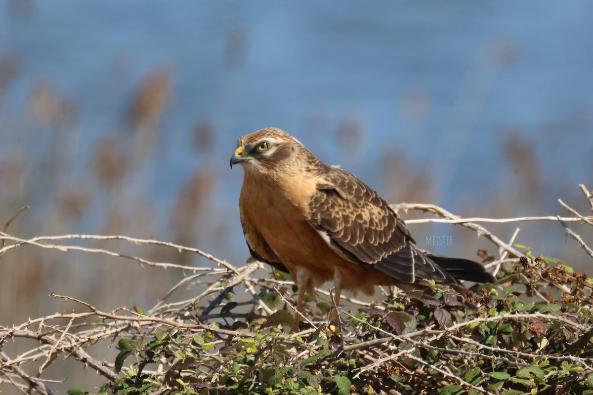 Montagu's Harrier - ML645780007