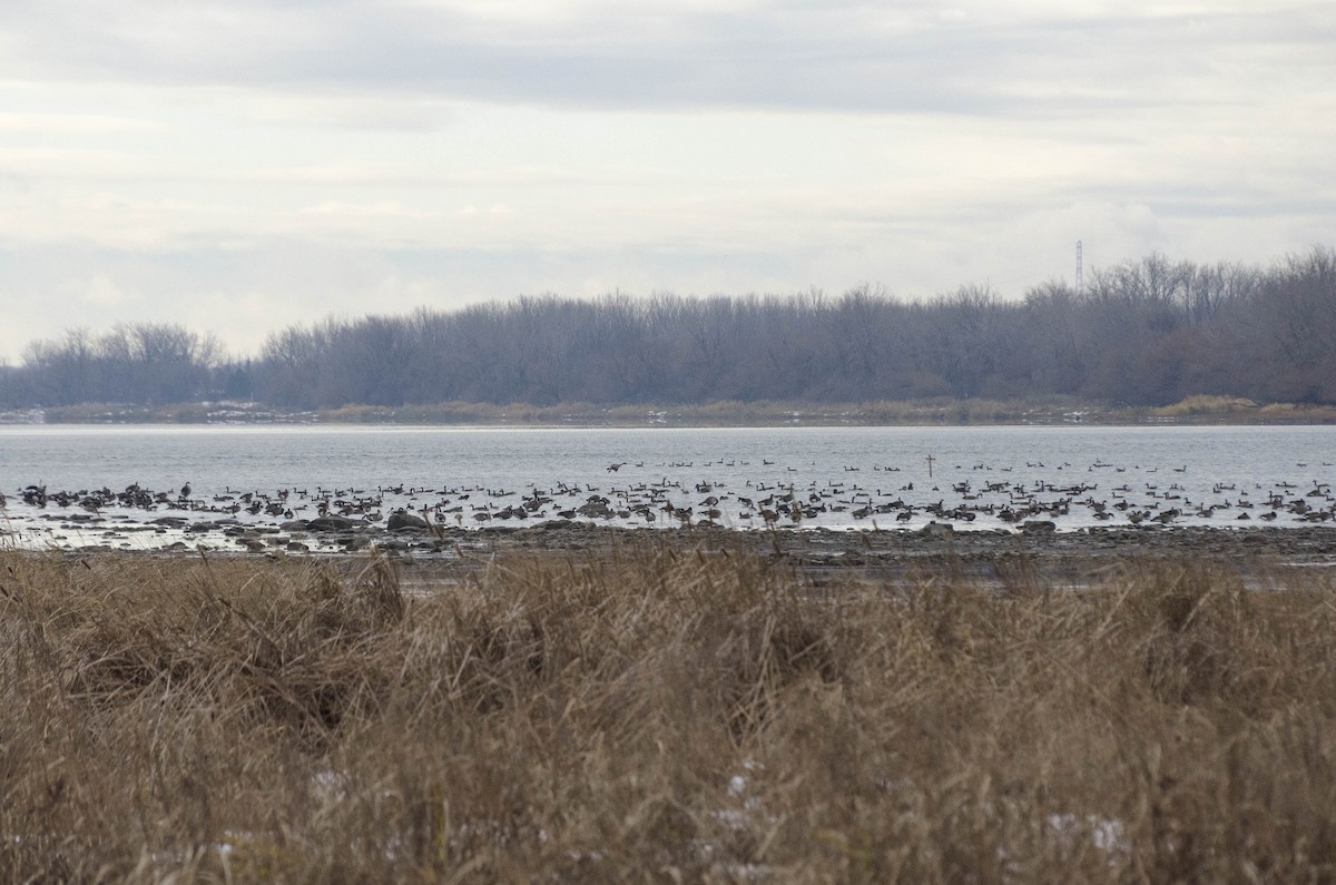 Barnacla Canadiense Grande - ML645780009