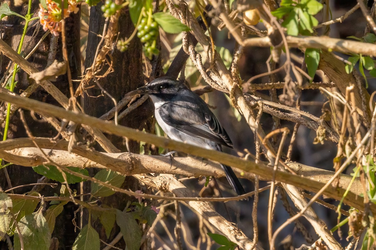 Gray Bushchat - ML645780010