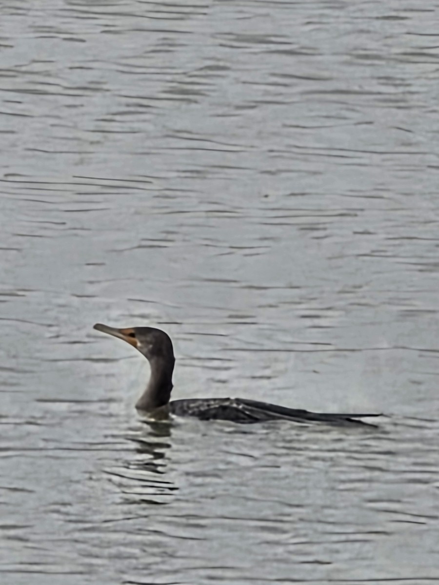 Neotropic Cormorant - ML645780014