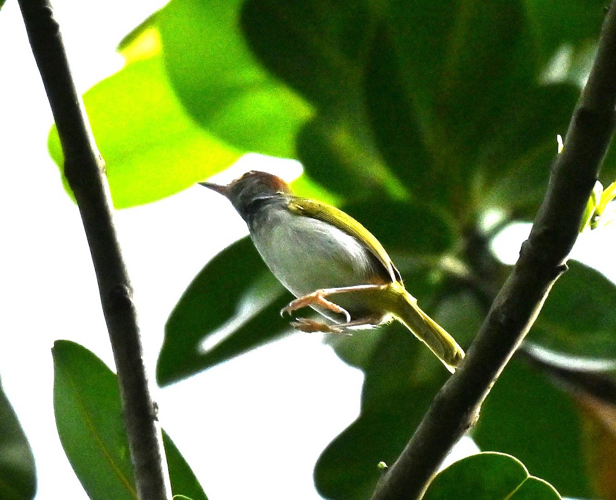 Dark-necked Tailorbird - ML645780015