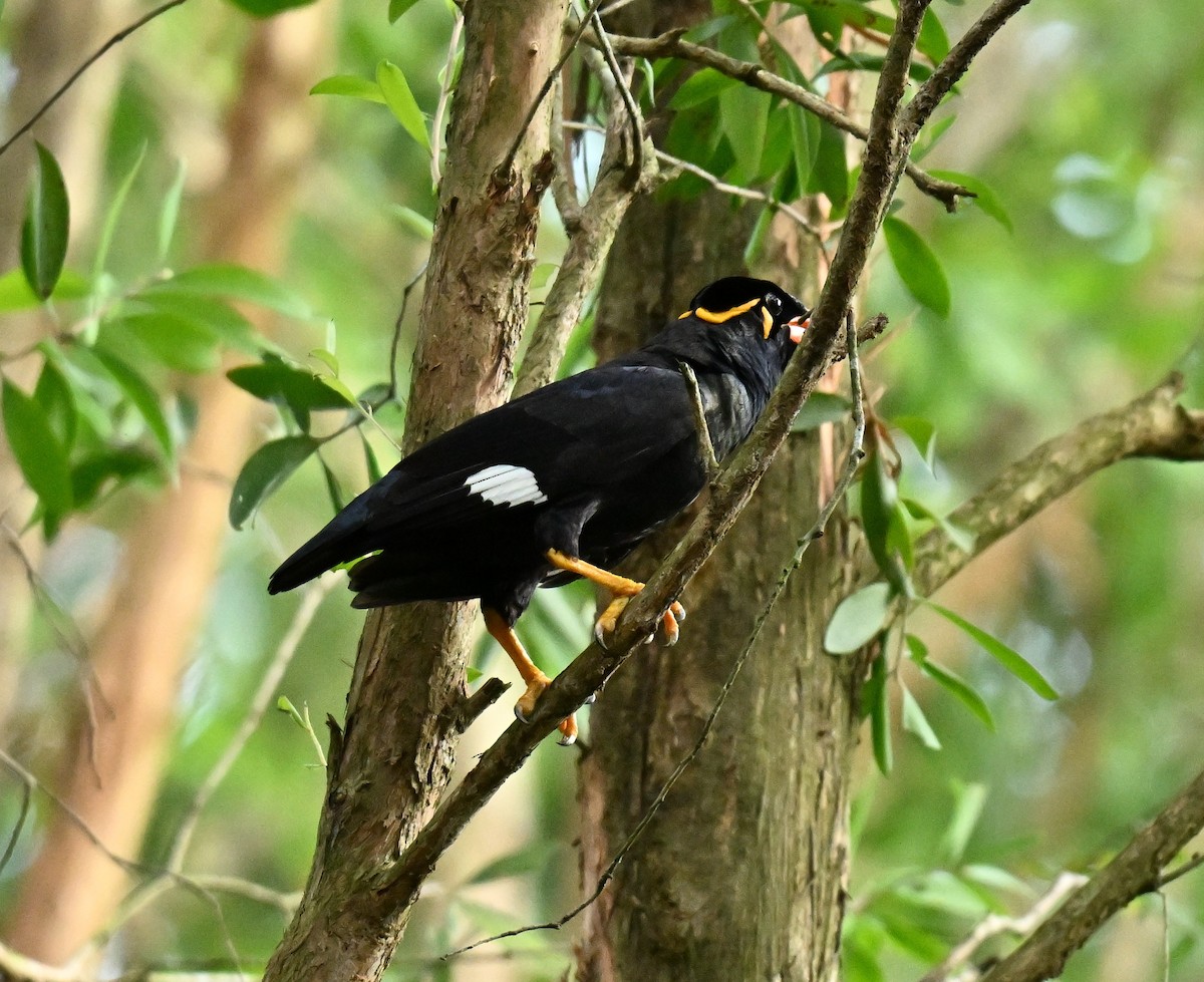 Common Hill Myna - ML645780023