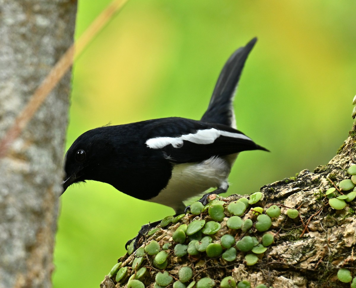 Oriental Magpie-Robin - ML645780029