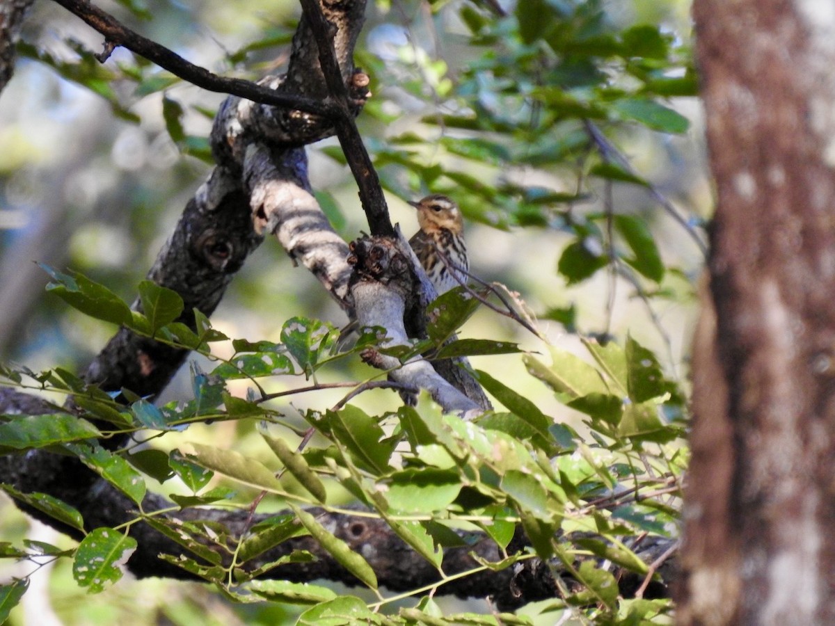 linduška olivová - ML645780030