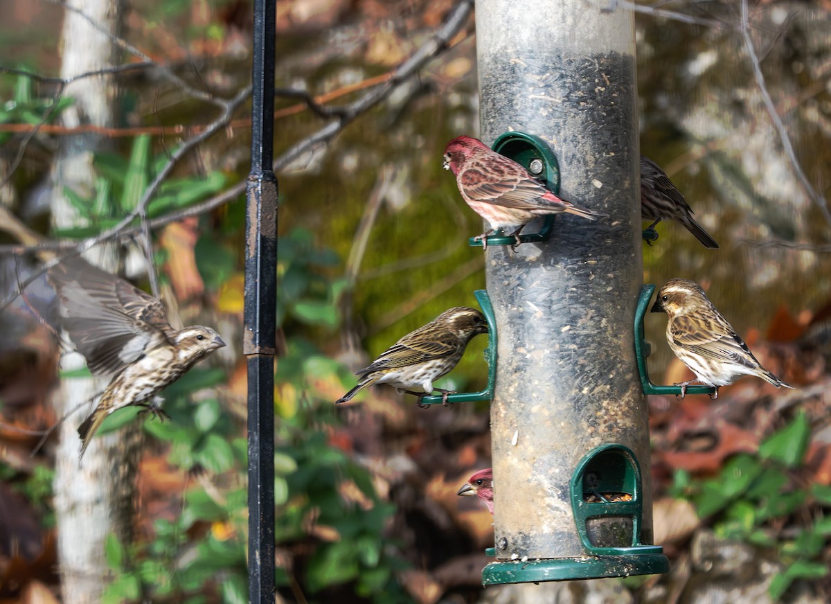 Purple Finch - ML645780033