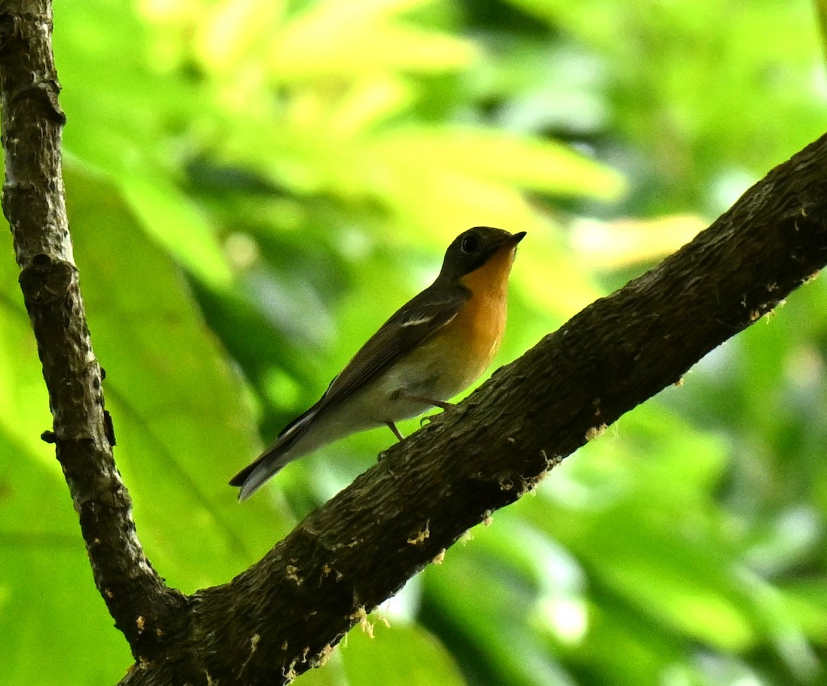 Mugimaki Flycatcher - ML645780038