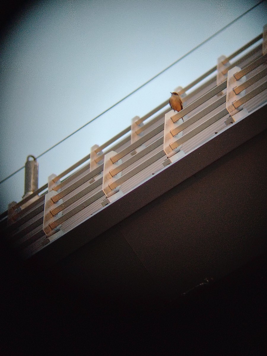 Say's Phoebe - ML645780048