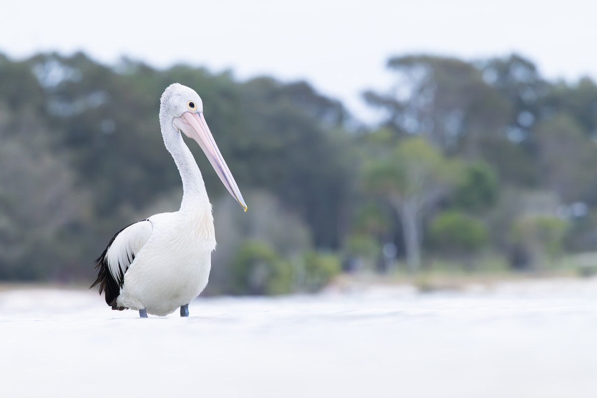 Australian Pelican - ML645780050
