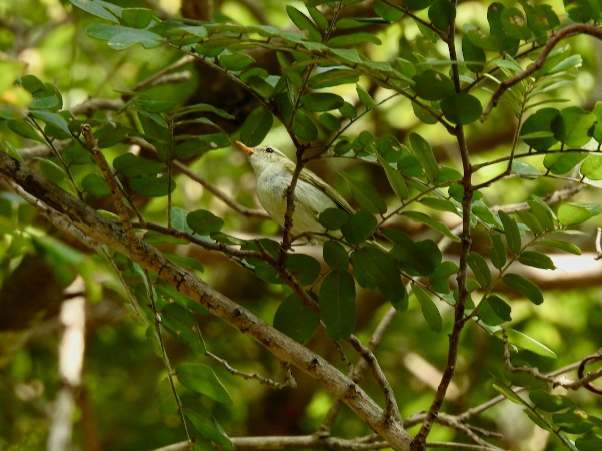 budníček dvoupruhý - ML645780054