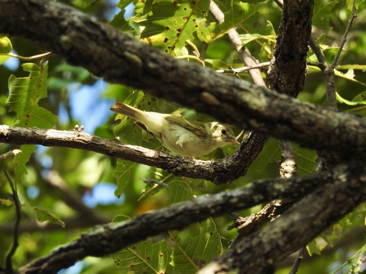 budníček dvoupruhý - ML645780055