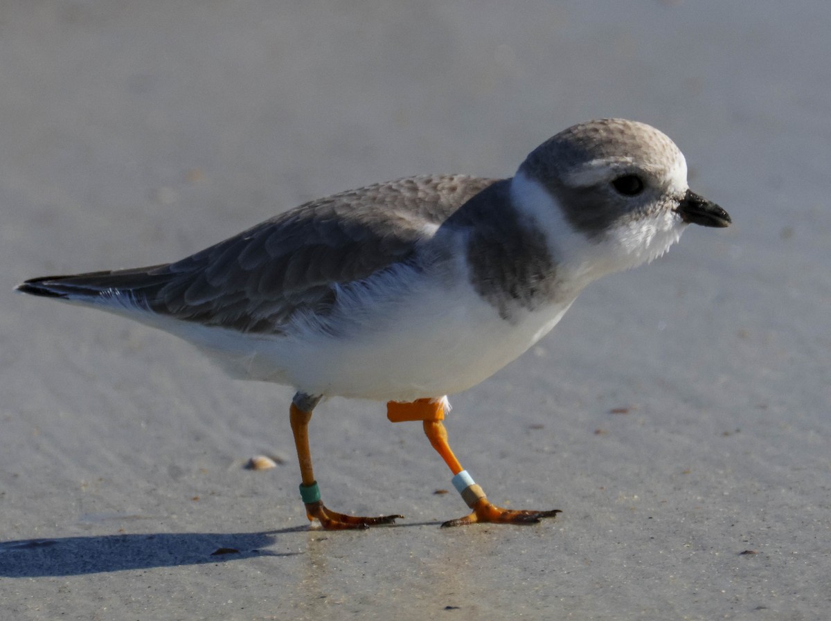 Piping Plover - ML645780056