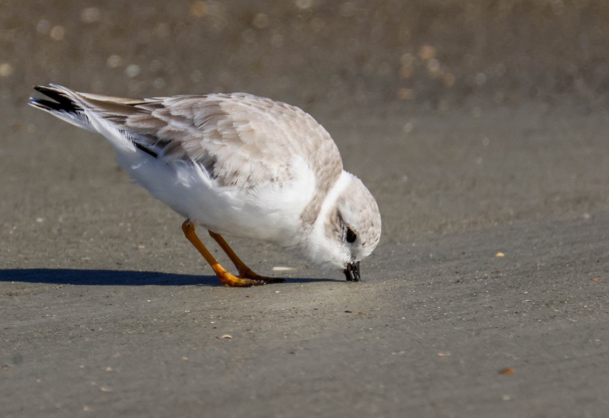 Piping Plover - ML645780057