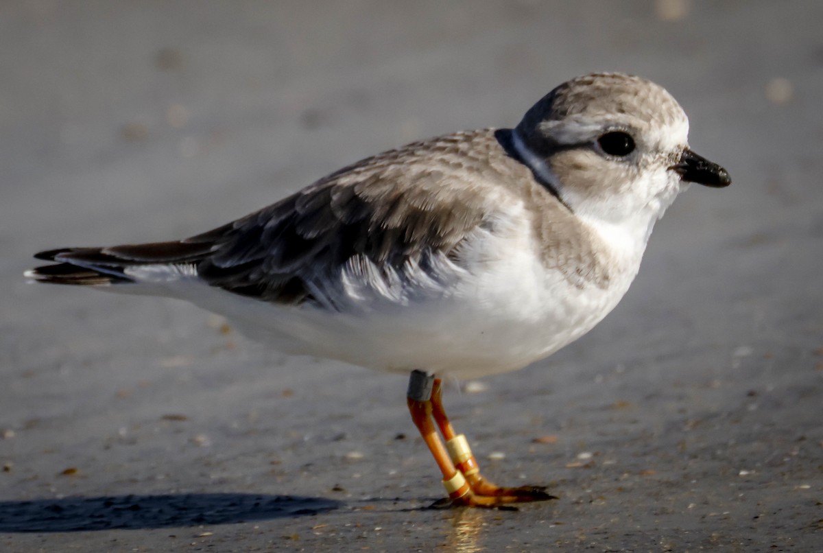 Piping Plover - ML645780060