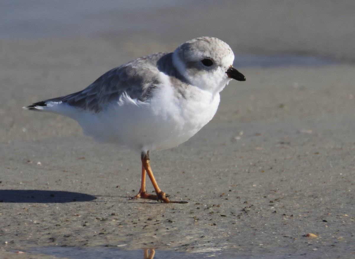 Piping Plover - ML645780062