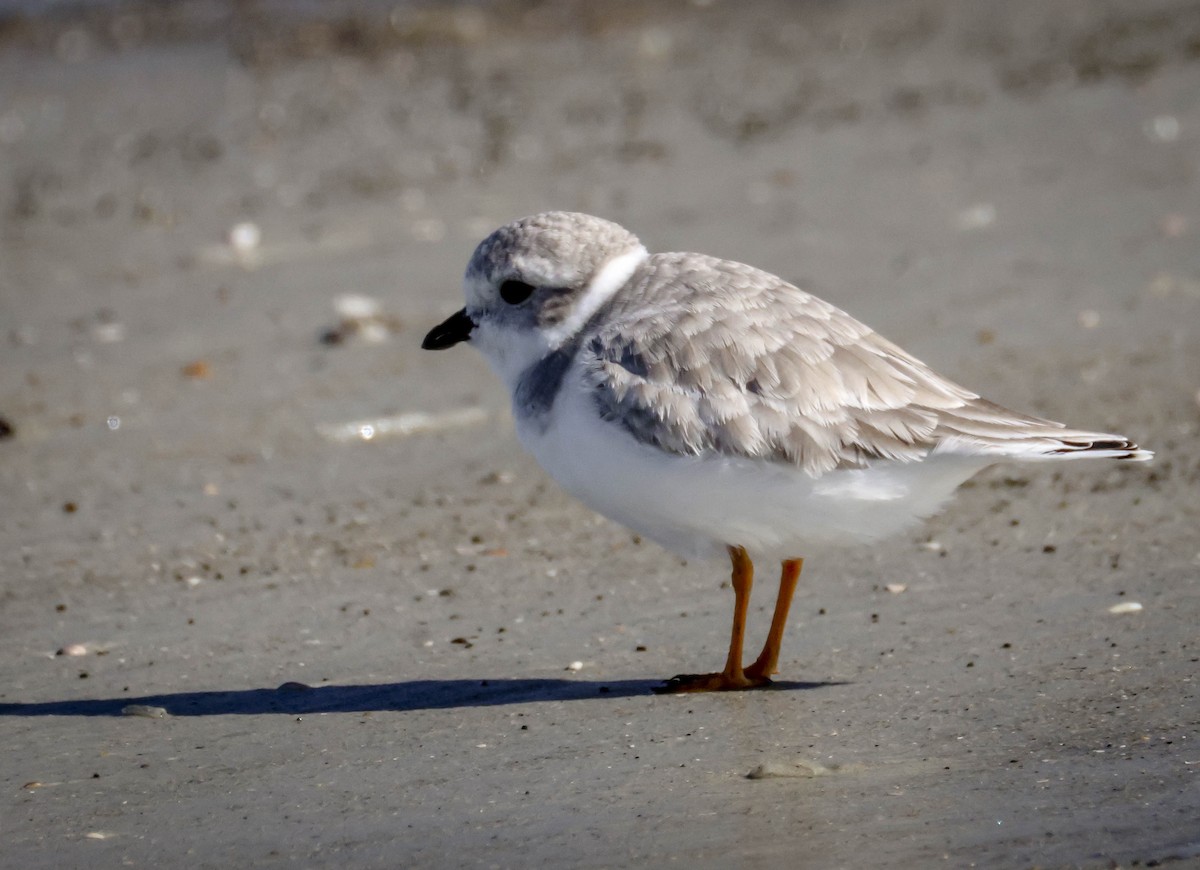Piping Plover - ML645780064
