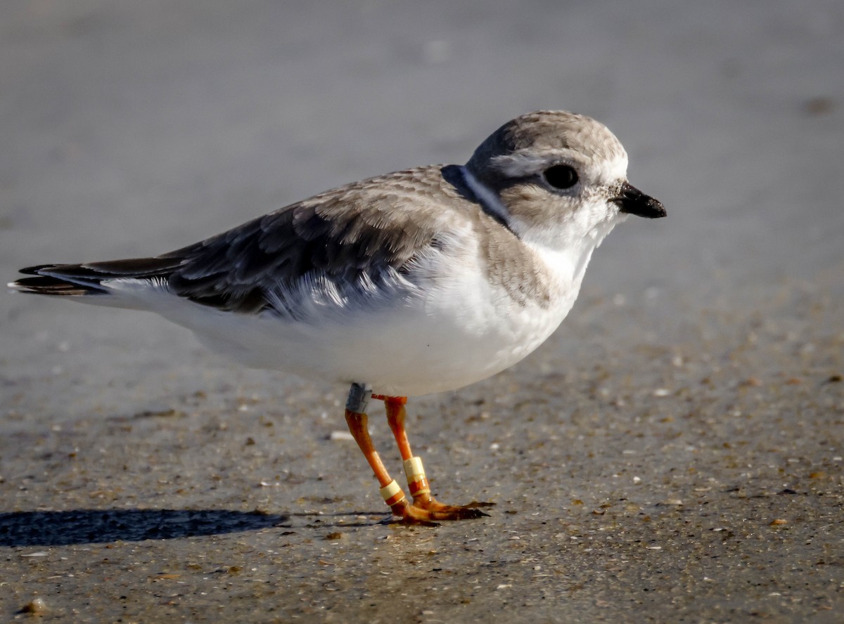 Piping Plover - ML645780065