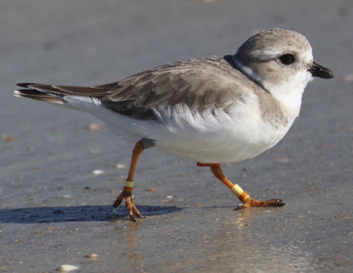 Piping Plover - ML645780066