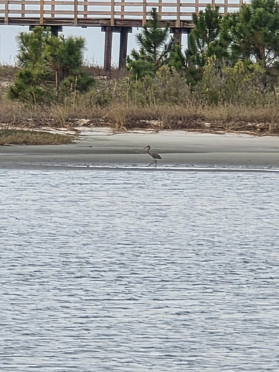 Reddish Egret - ML645780070