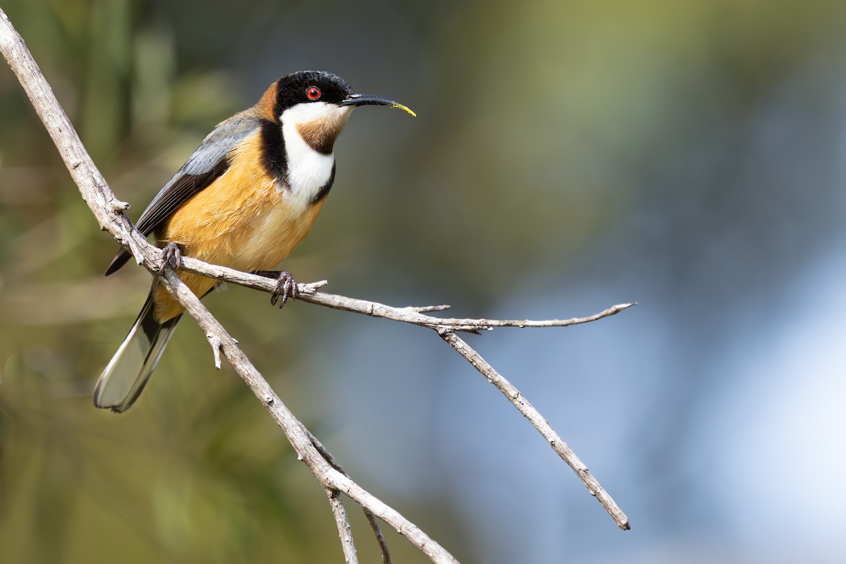 Eastern Spinebill - ML645780074