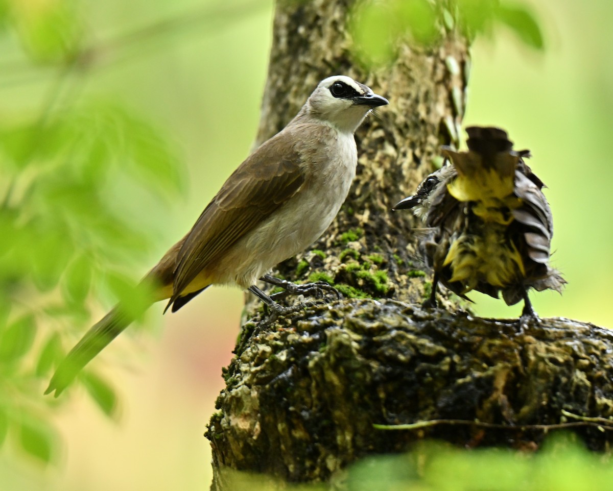 Yellow-vented Bulbul - ML645780075