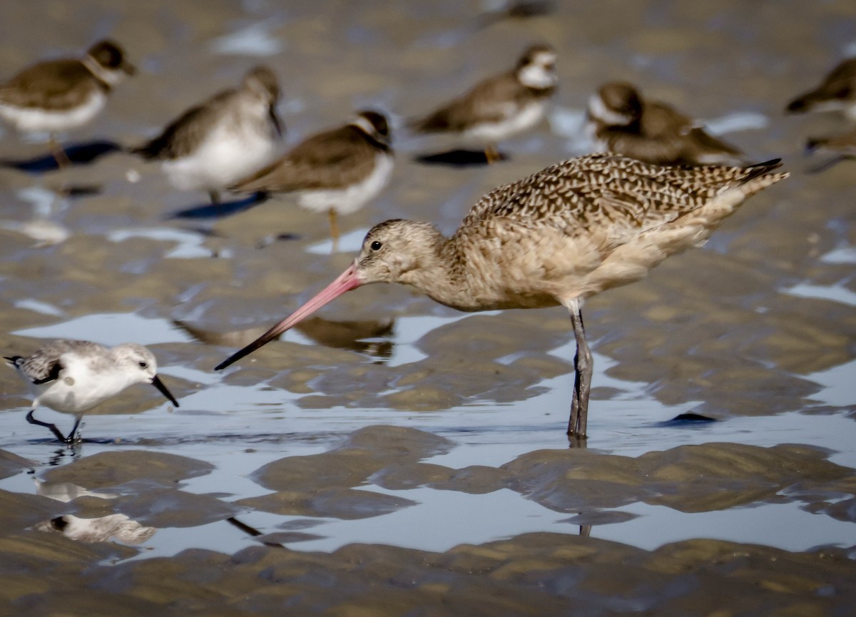 Marbled Godwit - ML645780080