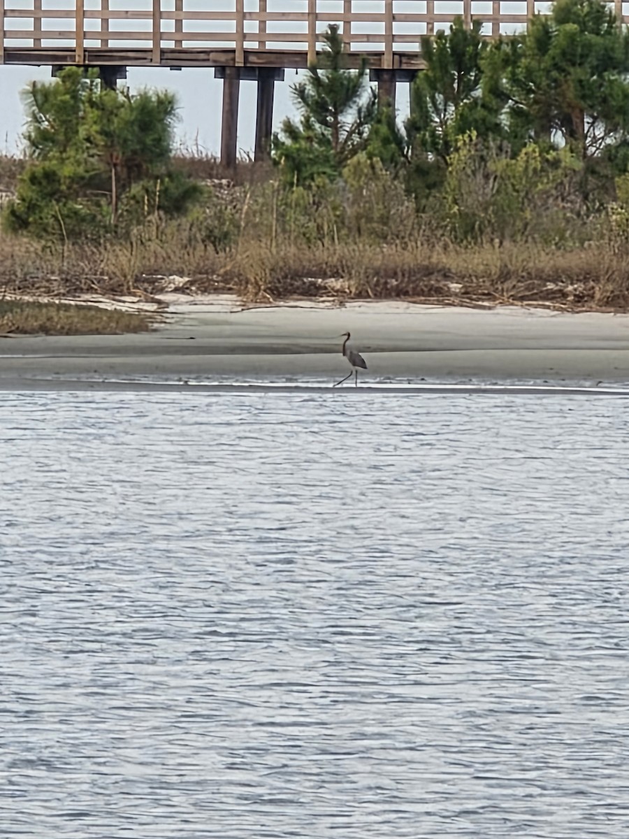 Reddish Egret - ML645780086